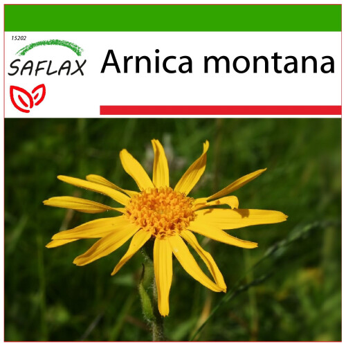 SAFLAX  - Arnica - Arnica - 40 Samen - Mit Substrat