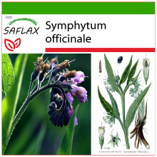 SAFLAX  - Beinwell - Symphytum - 15 Samen - Mit Substrat