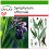 SAFLAX  - Beinwell - Symphytum - 15 Samen - Mit Substrat 1