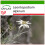 SAFLAX  - Edelweiss - Leontopodium - 500 Samen - Mit Substrat 1