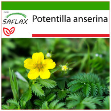 SAFLAX  - Gänsefingerkraut - Potentilla - 20 Samen - Mit Substrat