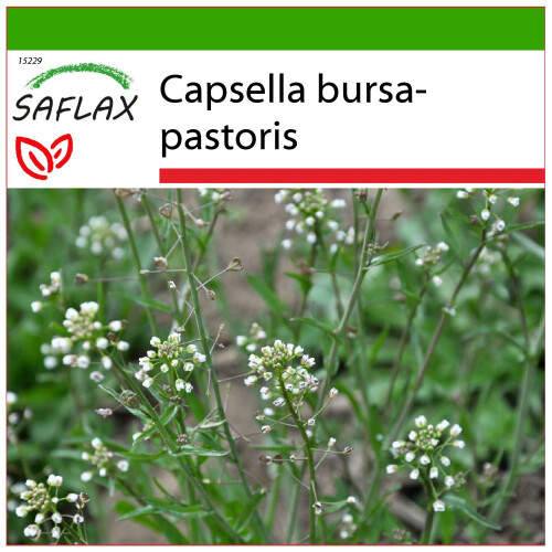 SAFLAX  - Hirtentäschel - Capsella - 1000 Samen - Mit Substrat
