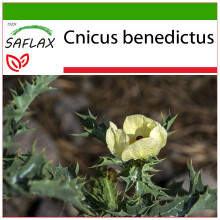 SAFLAX  - Benediktenkraut - Cnicus - 50 Samen - Mit Substrat