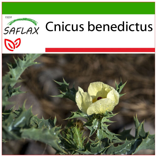 SAFLAX  - Benediktenkraut - Cnicus - 50 Samen - Mit Substrat