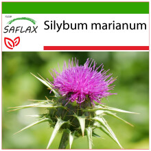 SAFLAX  - Mariendistel - Silybum - 75 Samen - Mit Substrat