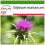 SAFLAX  - Mariendistel - Silybum - 75 Samen - Mit Substrat 1