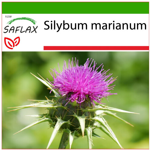 SAFLAX  - Mariendistel - Silybum - 75 Samen - Mit Substrat