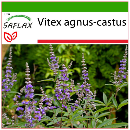 SAFLAX  - Mönchspfeffer - Vitex - 30 Samen - Mit Substrat