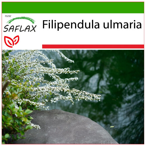 SAFLAX  - Mädesüß - Filipendula - 500 Samen - Mit Substrat