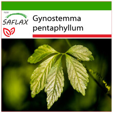 SAFLAX  - Pflanze der Unsterblichkeit - Gynostemma - 30 Samen - Mit Substrat