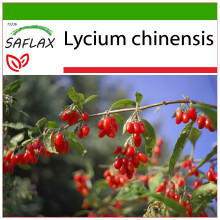 SAFLAX  - Gojibeere - Lycium - 200 Samen - Mit Substrat