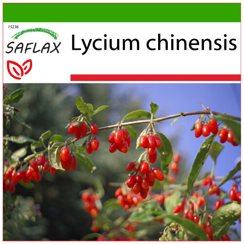 SAFLAX  - Gojibeere - Lycium - 200 Samen - Mit Substrat