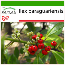 SAFLAX  - Mate Teestrauch - Ilex - 10 Samen - Mit Substrat