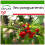 SAFLAX  - Mate Teestrauch - Ilex - 10 Samen - Mit Substrat 1