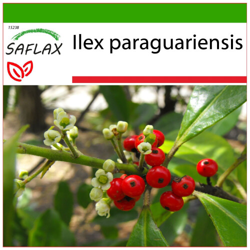 SAFLAX  - Mate Teestrauch - Ilex - 10 Samen - Mit Substrat