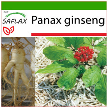 SAFLAX  - Ginseng - Panax - 10 Samen - Mit Substrat