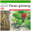 SAFLAX  - Ginseng - Panax - 10 Samen - Mit Substrat 1