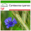 SAFLAX  - Blaue Kornblume - Centaurea - 27000 Samen - Mit Substrat 1