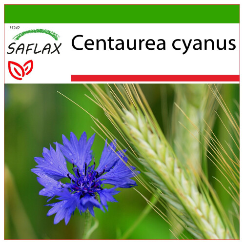 SAFLAX  - Blaue Kornblume - Centaurea - 27000 Samen - Mit Substrat
