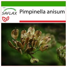 SAFLAX  - Anis - Pimpinella - 200 Samen - Mit Substrat