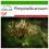 SAFLAX  - Anis - Pimpinella - 200 Samen - Mit Substrat 1