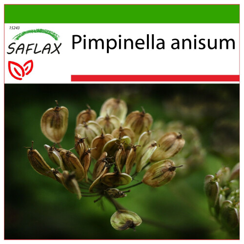 SAFLAX  - Anis - Pimpinella - 200 Samen - Mit Substrat