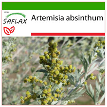 SAFLAX  - Wermut - Artemisia - 500 Samen - Mit Substrat