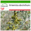 SAFLAX  - Wermut - Artemisia - 500 Samen - Mit Substrat 1