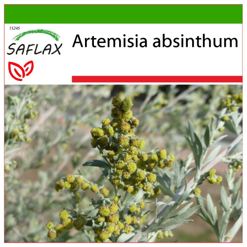 SAFLAX  - Wermut - Artemisia - 500 Samen - Mit Substrat