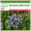 SAFLAX  - Eisenkraut - Verbena - 250 Samen - Mit Substrat 1