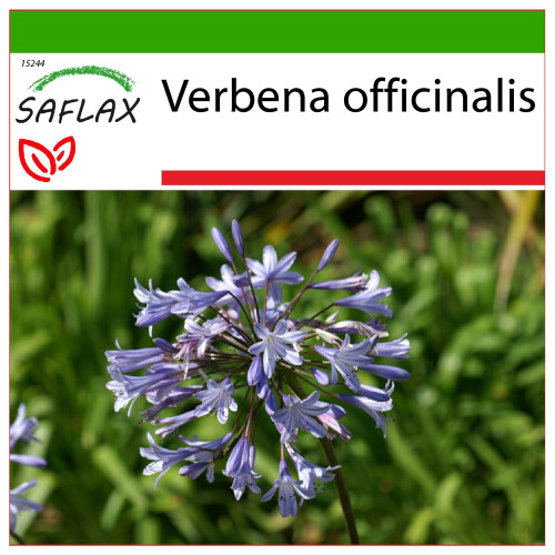 SAFLAX  - Eisenkraut - Verbena - 250 Samen - Mit Substrat