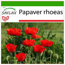 SAFLAX  - Klatschmohn - Papaver - 27000 Samen - Mit Substrat