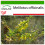 SAFLAX  - Steinklee - Melilotus - 250 Samen - Mit Substrat 1