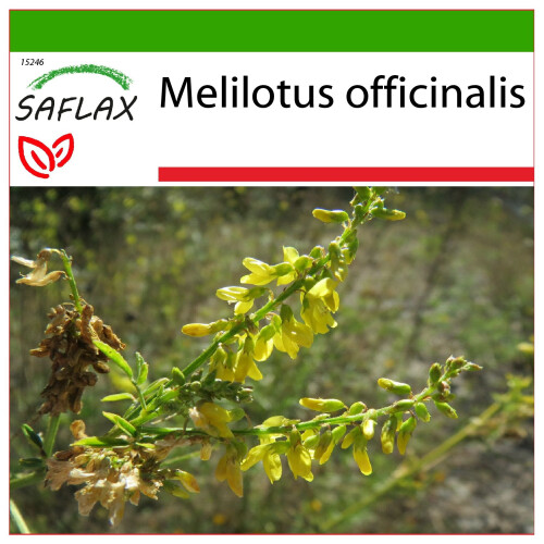 SAFLAX  - Steinklee - Melilotus - 250 Samen - Mit Substrat
