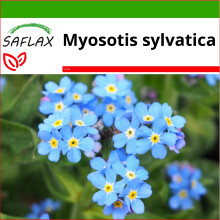SAFLAX  - Vergißmeinnicht - Myosotis - 150 Samen - Mit Substrat