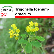 SAFLAX  - Bockshornklee - Trigonella - 100 Samen - Mit Substrat