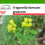 SAFLAX  - Bockshornklee - Trigonella - 100 Samen - Mit Substrat 1