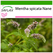 SAFLAX  - Mexikanische Minze - Mentha - 500 Samen - Mit Substrat