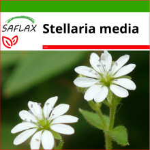 SAFLAX  - Vogelmiere - Stellaria - 1000 Samen - Mit Substrat