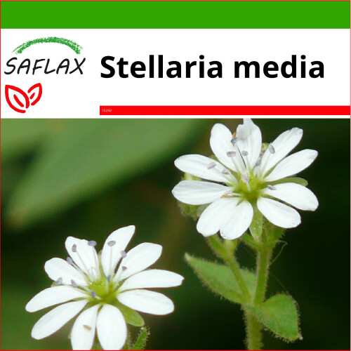 SAFLAX  - Vogelmiere - Stellaria - 1000 Samen - Mit Substrat