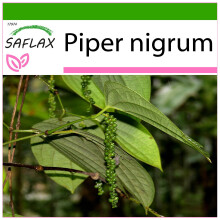 SAFLAX  - Pfeffer - Piper - 20 Samen - Mit Substrat