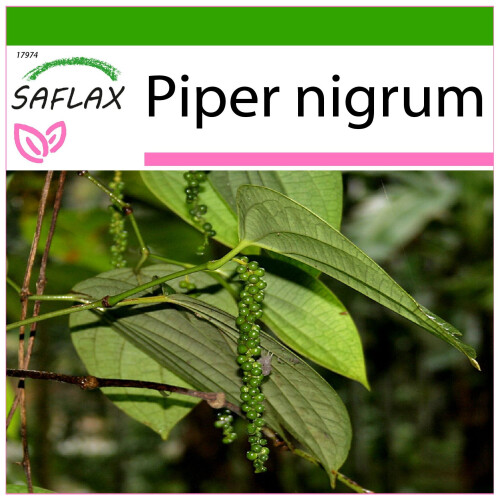 SAFLAX  - Pfeffer - Piper - 20 Samen - Mit Substrat
