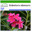 SAFLAX  - Wüstenrose - Adenium - 8 Samen - Mit Substrat 1