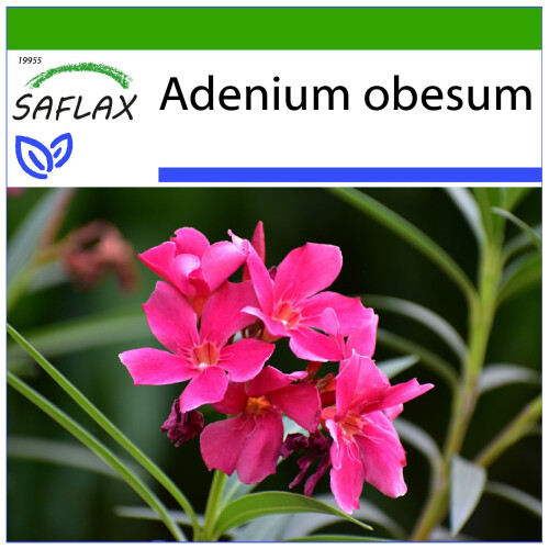 SAFLAX  - Wüstenrose - Adenium - 8 Samen - Mit Substrat