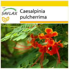 SAFLAX Anzucht Set - Pfauenstrauch - Caesalpinia - 10 Samen