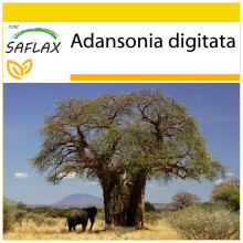 SAFLAX - Cultivation set - African Monkey Bread Tree - 6 seeds - With mini greenhouse, growing substrate and 2 pots - Adansonia digitata