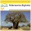 SAFLAX Anzucht Set - Affenbrotbaum - Adansonia - 6 Samen 1
