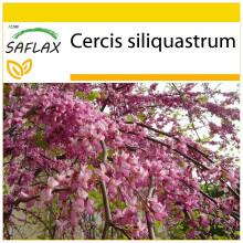 SAFLAX Anzucht Set - Liebesbaum - Cercis - 60 Samen