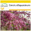 SAFLAX Anzucht Set - Liebesbaum - Cercis - 60 Samen 1