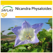 SAFLAX Anzucht Set - Lampionblume - Nicandra - 100 Samen